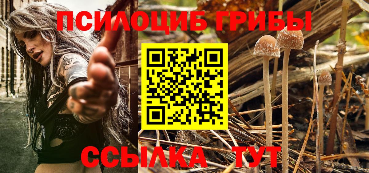 Егорьевск  Псилоцибиновые грибы Magic Shrooms  Вход с VPN 